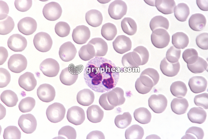 Granulocyte Neutrophile x400 - gryphea.com